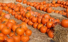 halloween pumpkins 1024x768 wallpaper 